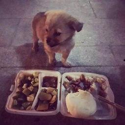 漠河救助流浪狗的网红,漠河网红助力流浪狗救助行动