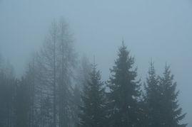 今日头条雾景图片大全,捕捉自然朦胧之美