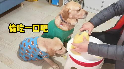 幼犬吃哈密瓜,美味与营养的完美结合