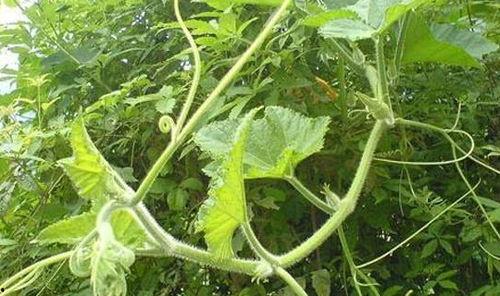 藤上吃瓜,揭秘网络热议背后的真相与趣味