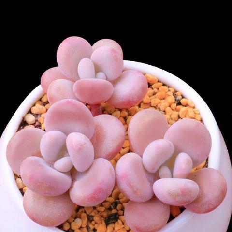 网红大蒜好好吃身高不高,揭秘美食界的“矮脚虎”传奇