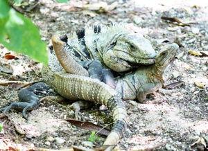 蜴蜥岛的阴谋在线观看,揭秘神秘岛屿的惊悚谜团