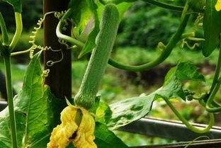 宁安皇帝吃瓜,宫廷秘闻与皇家趣味