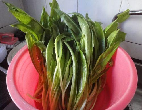 贵州网红野菜有哪些品种,贵州网红野菜品种大盘点